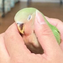 【最新画像🪄︎︎✨カゴデビュー】マイナスイオン放出中〜🐣🫧コザクラインコ(ノーマル)