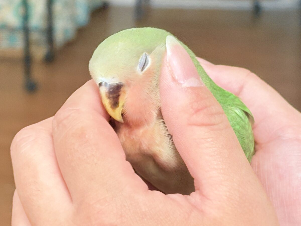 【最新画像🪄︎︎✨カゴデビュー】マイナスイオン放出中〜🐣🫧コザクラインコ(ノーマル)