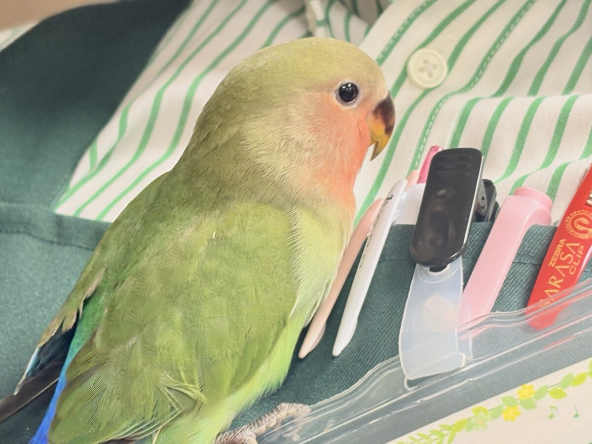 コザクラインコ（小桜インコ）