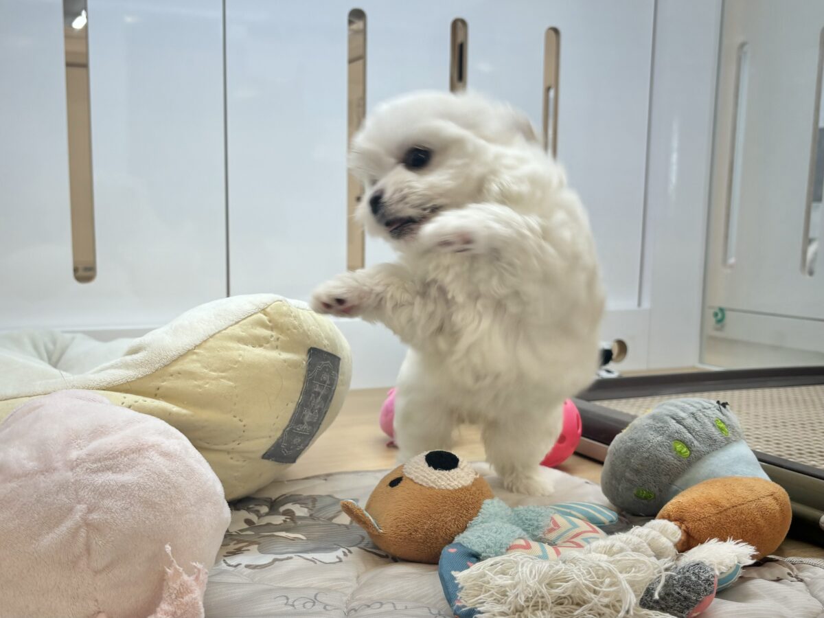 チワマル（マルチワ）