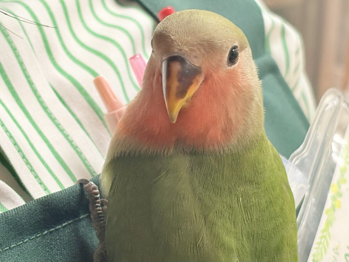 コザクラインコ（小桜インコ）
