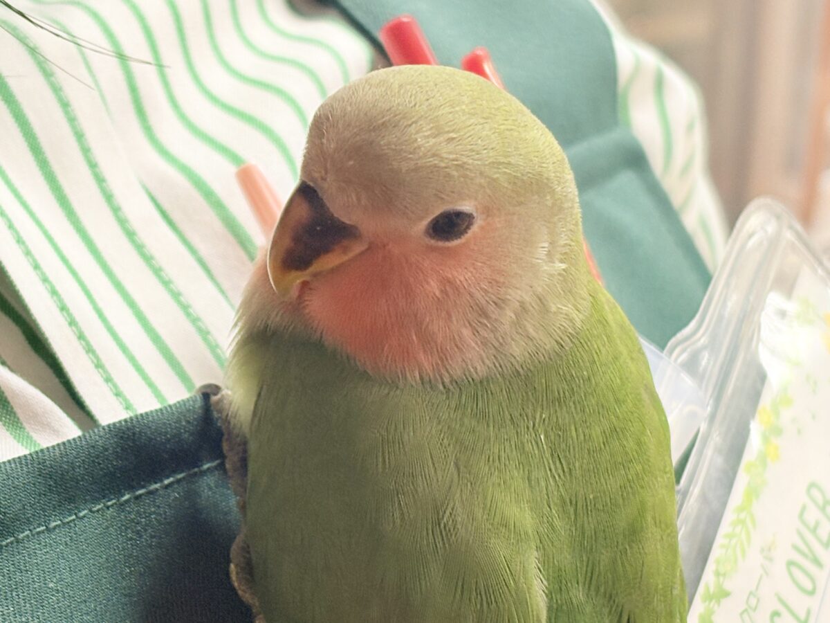 コザクラインコ（小桜インコ）