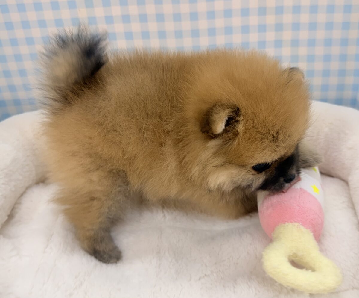 ポメラニアン
