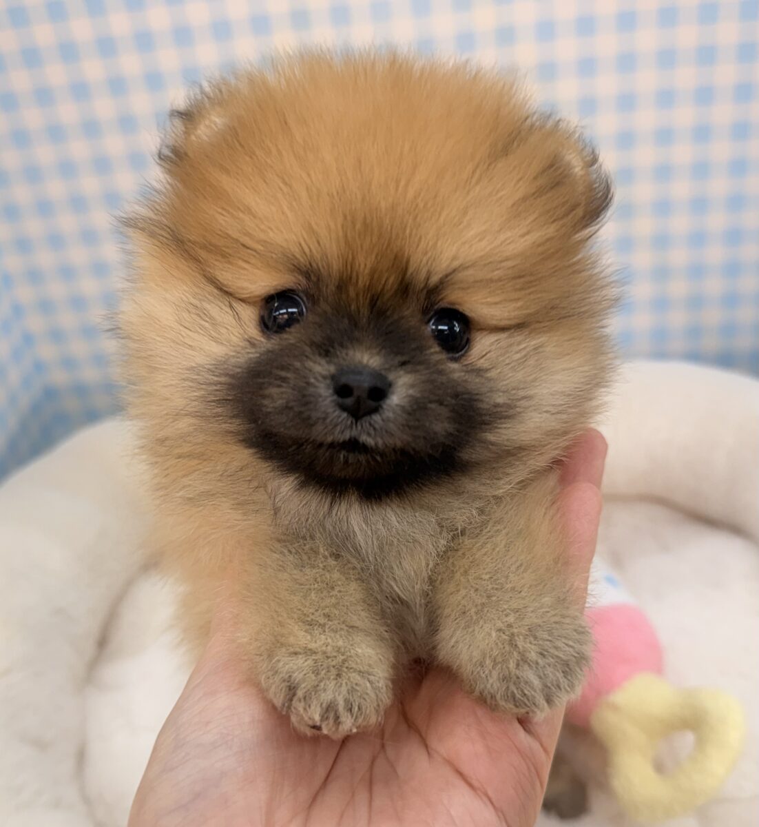 きゅるるん💕またまた！たぬきポメが来ました✨