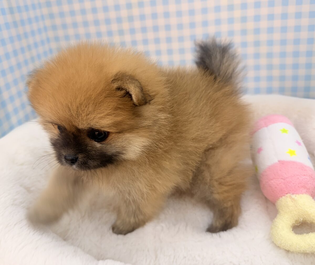 ポメラニアン