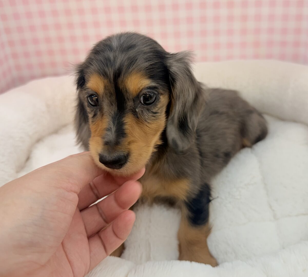 ミニチュアダックス