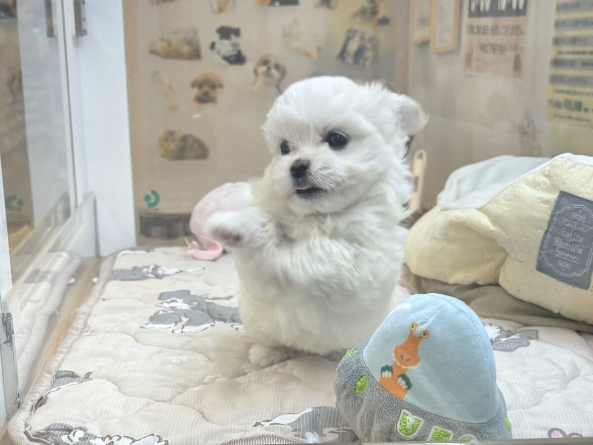 チワマル（マルチワ）