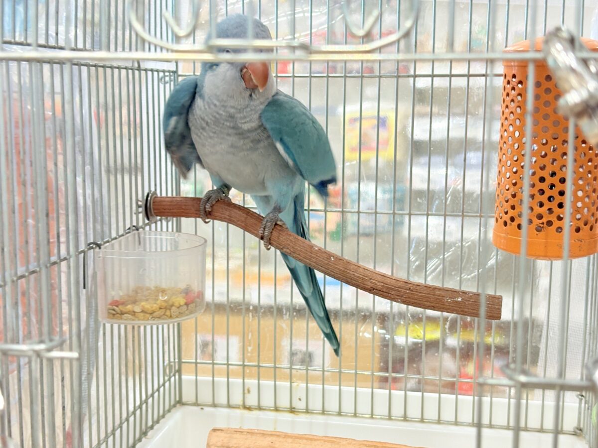 オキナインコ