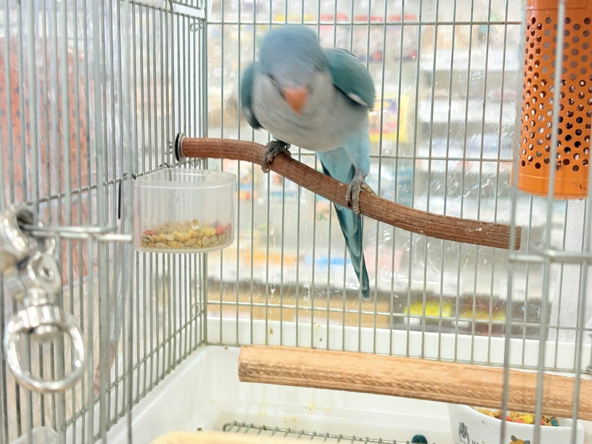 オキナインコ