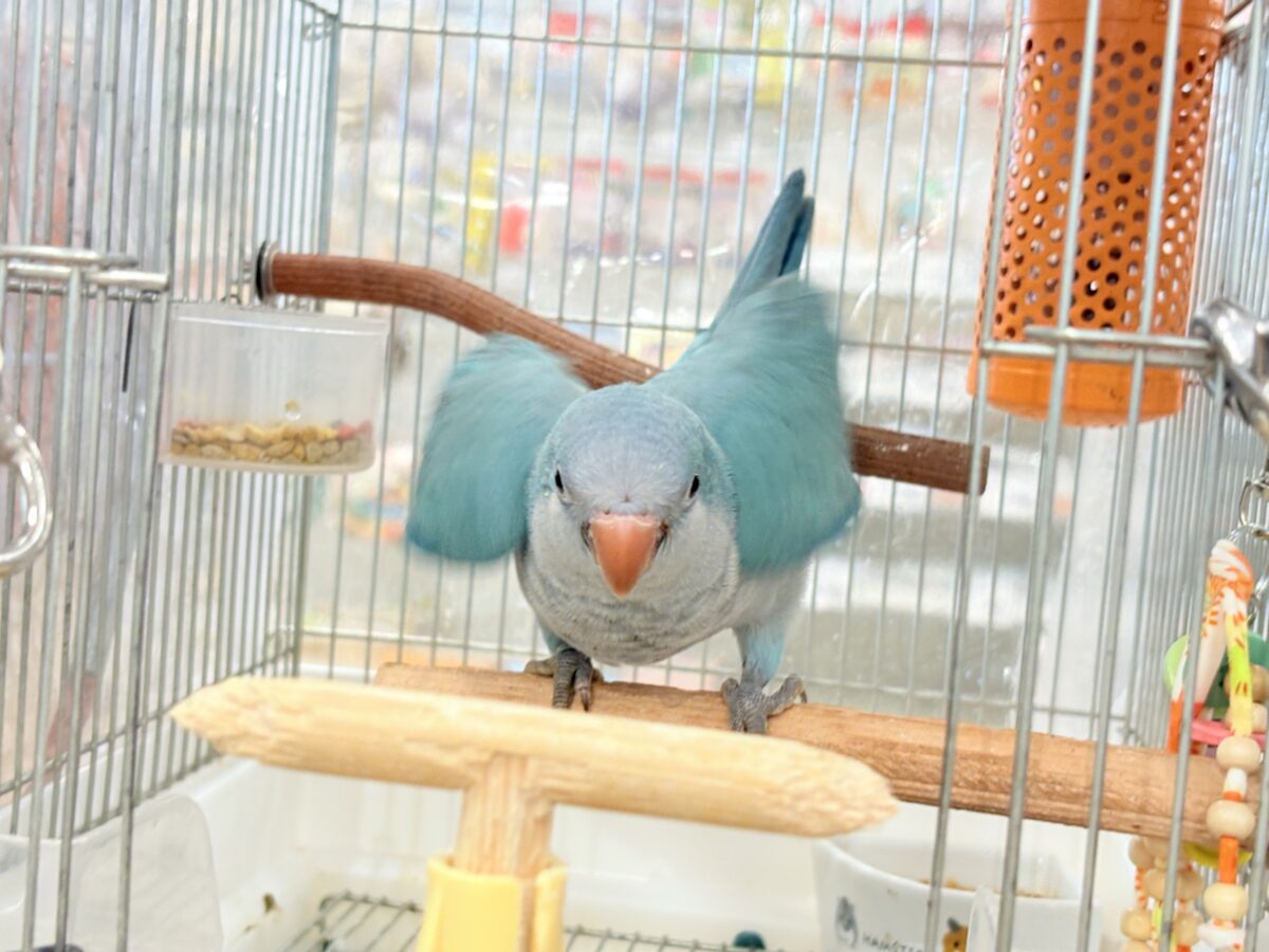 オキナインコ