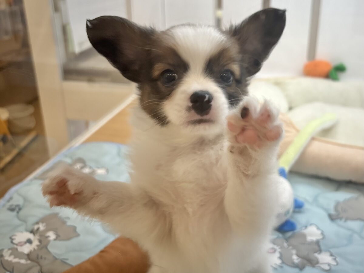 千葉店初入舎🎉パピヨンくん! パピヨン