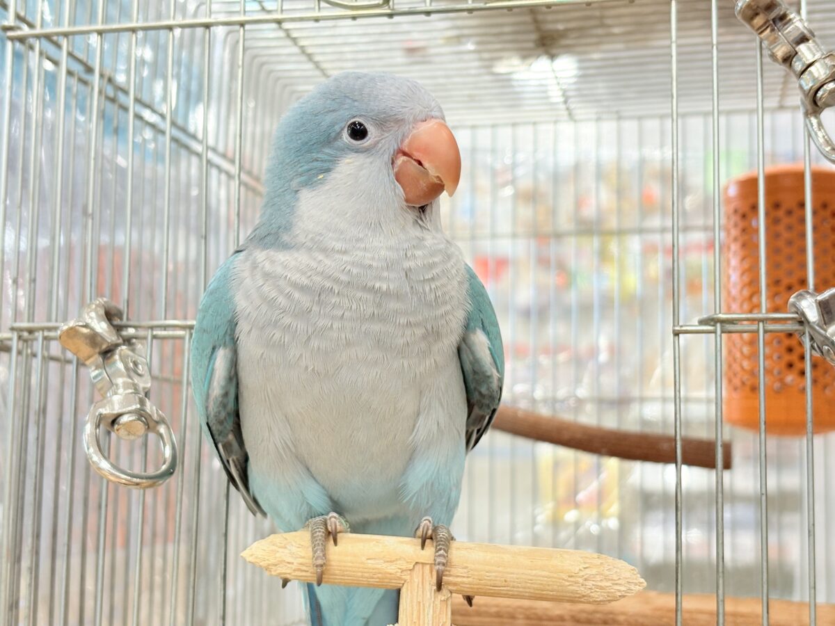 オキナインコ
