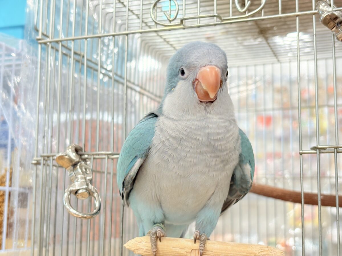 オキナインコ