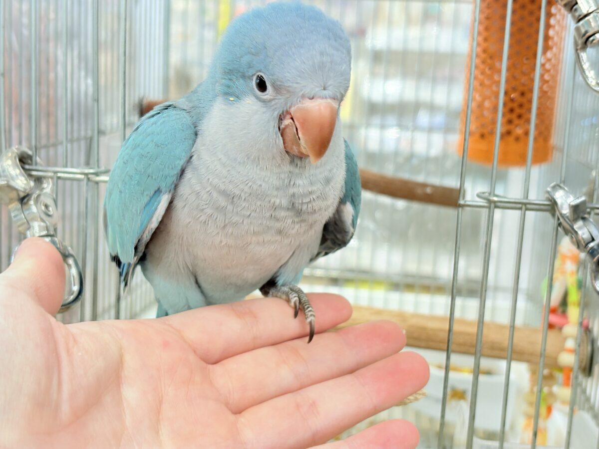 オキナインコ