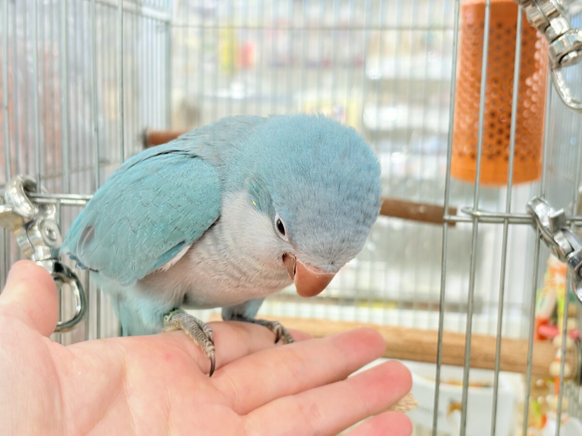 オキナインコ