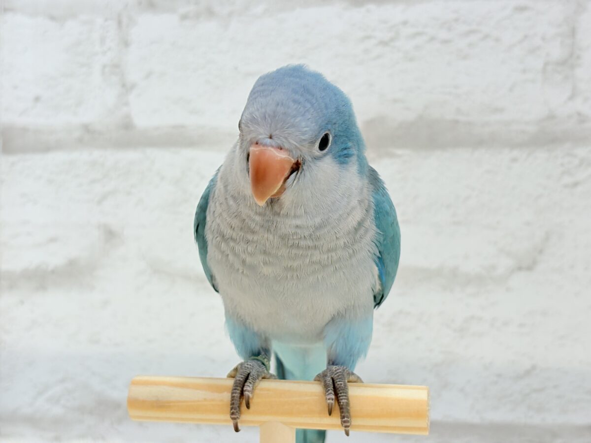 オキナインコ