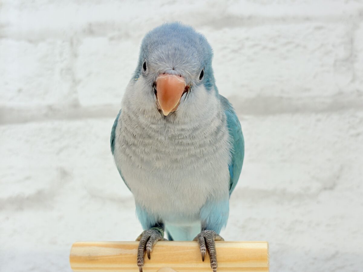 オキナインコ