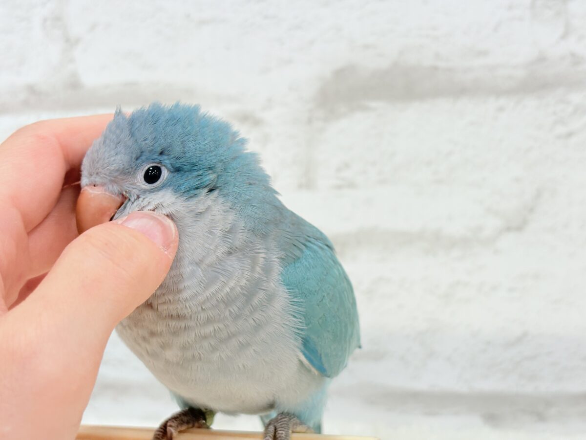 オキナインコ
