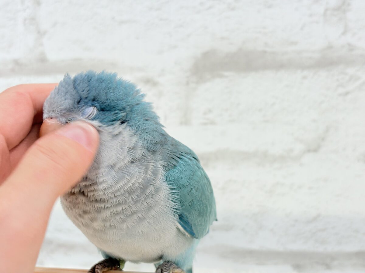 オキナインコ