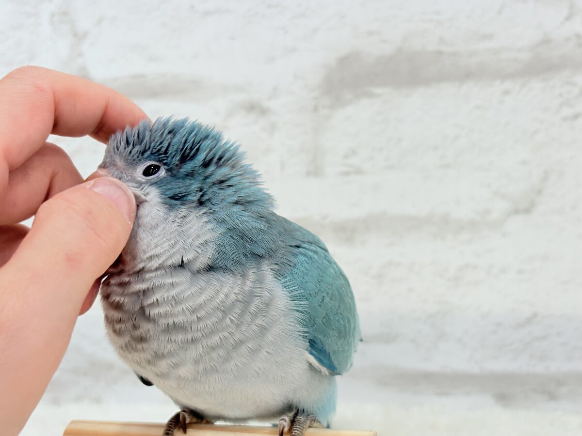 オキナインコ