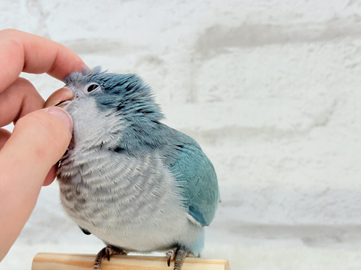 オキナインコ