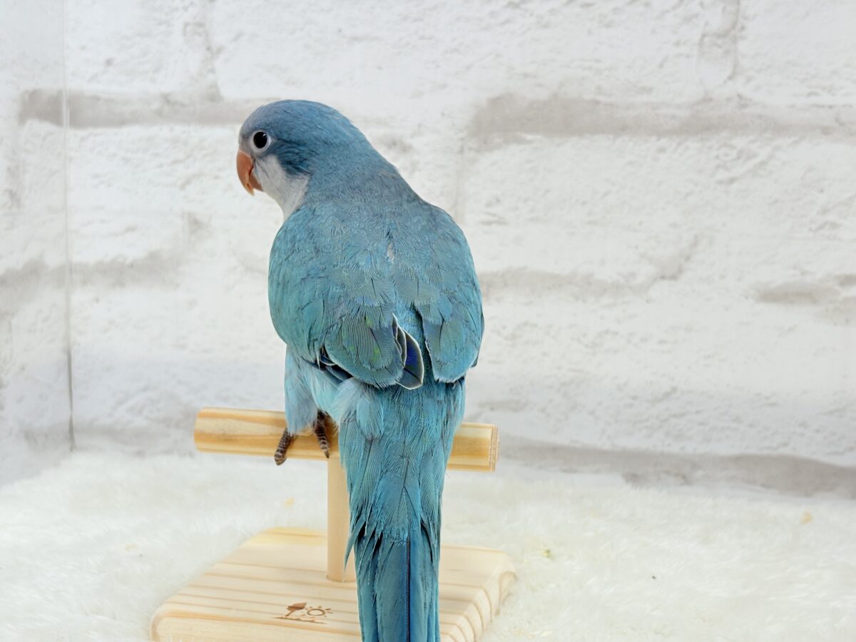 オキナインコ