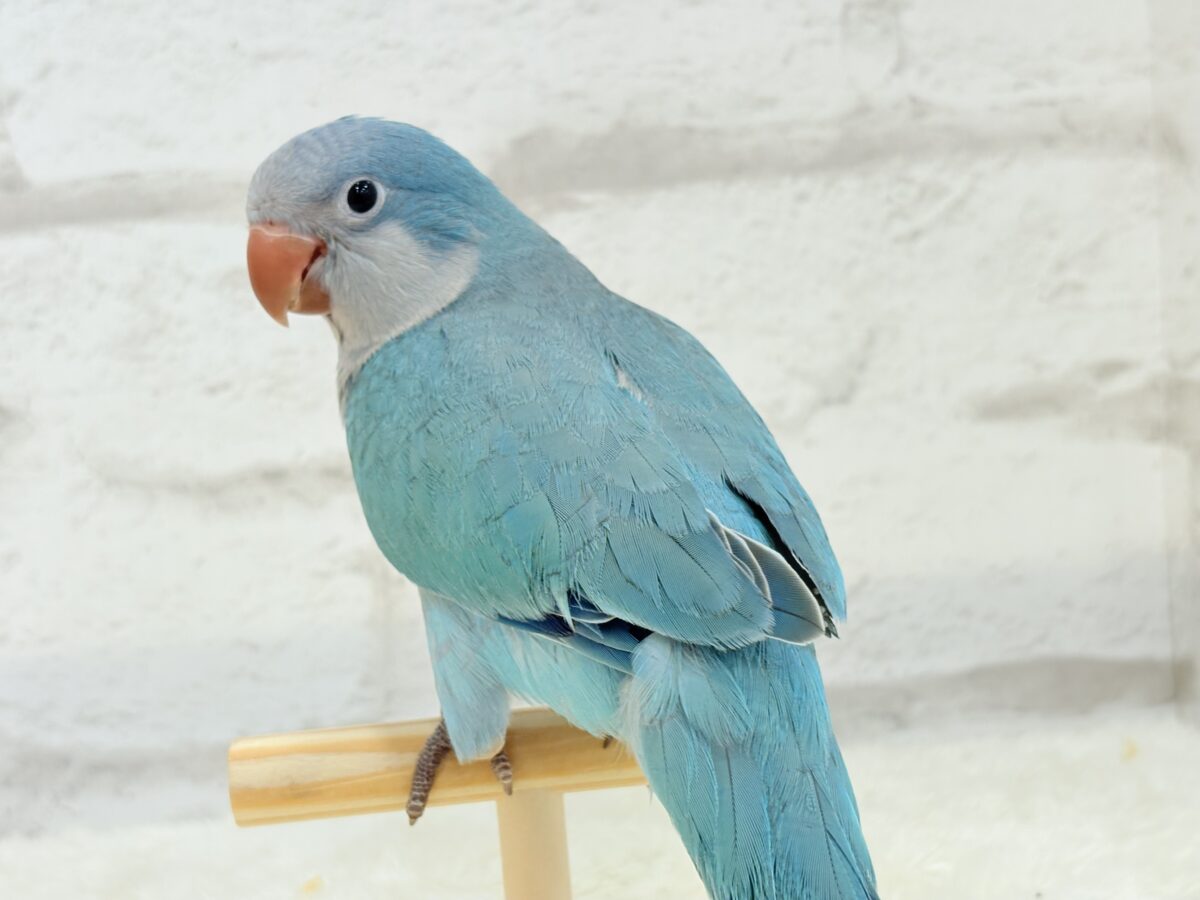 オキナインコ