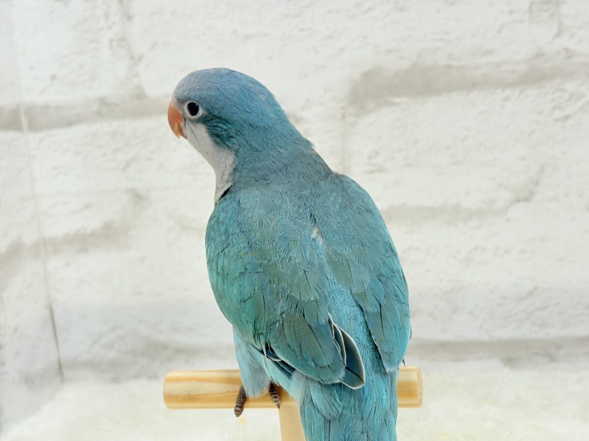 オキナインコ