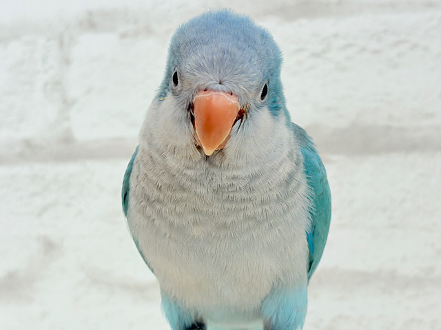 【最新画像更新🪄】これからの未来がわくわくっ♬*°オキナインコ(ブルー) ヒナ