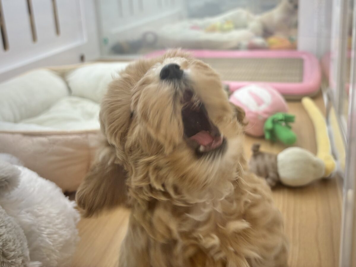 マルプー