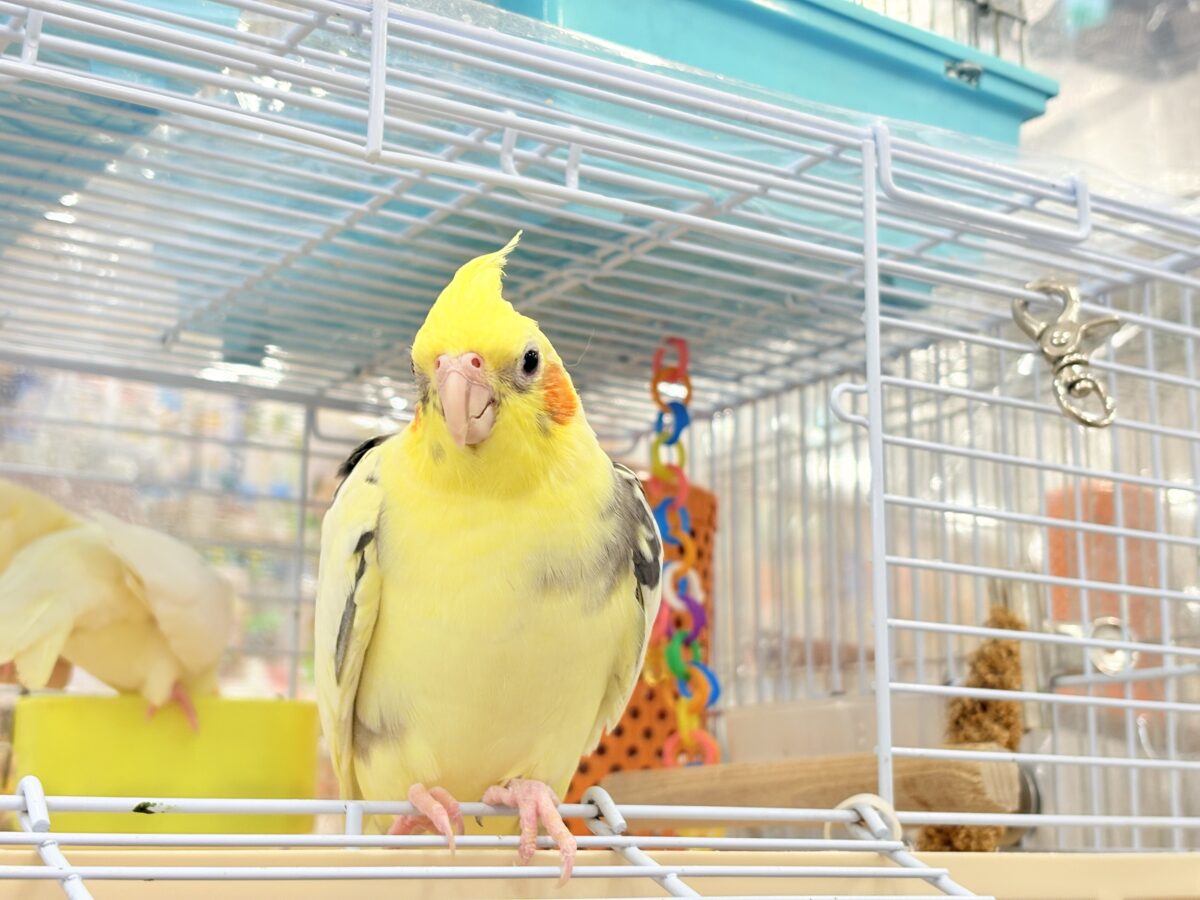 オカメインコ