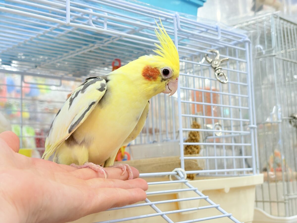 オカメインコ