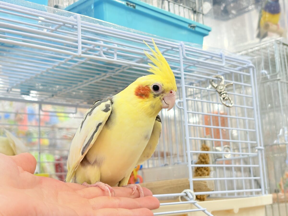 オカメインコ