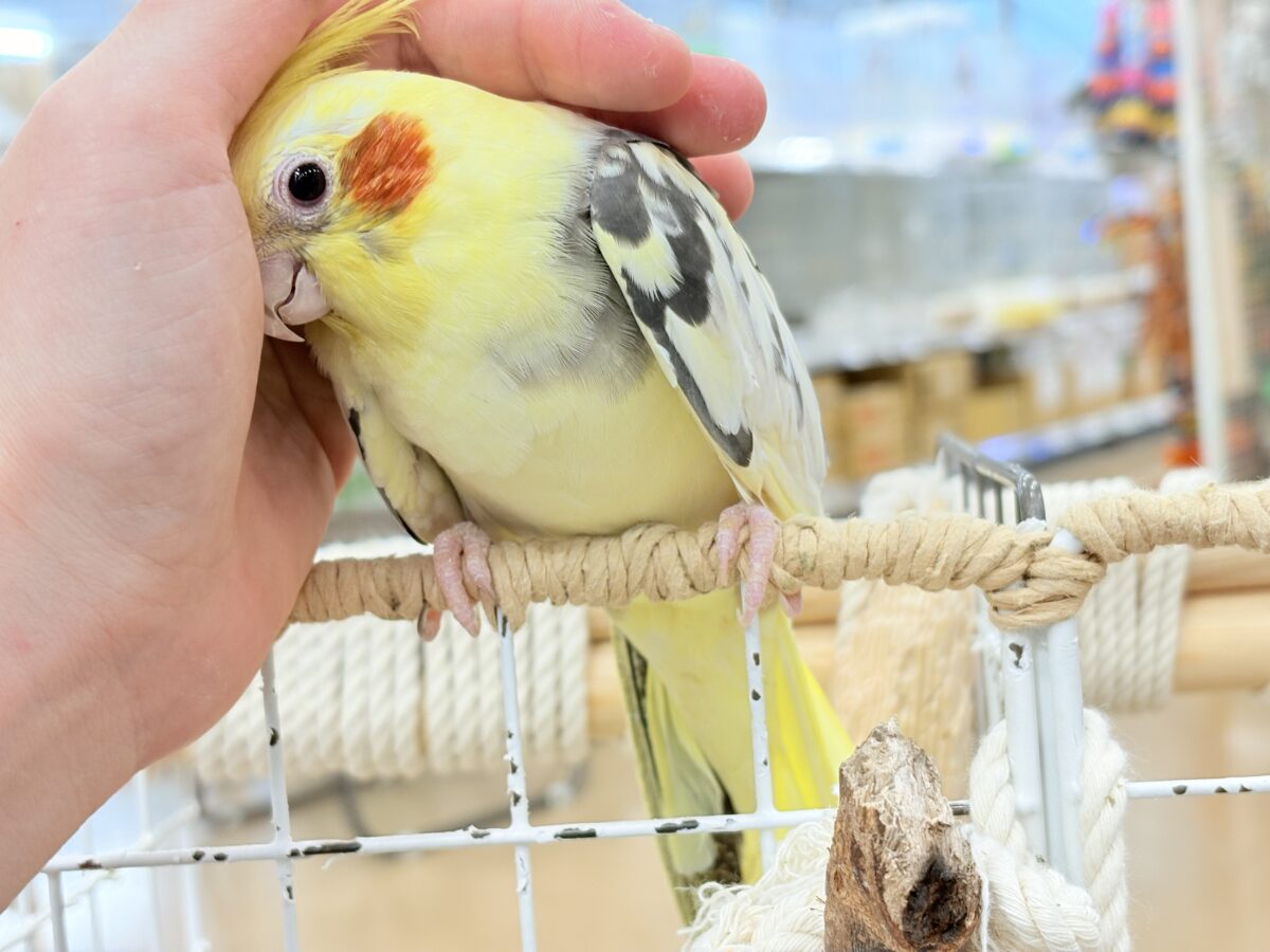 オカメインコ