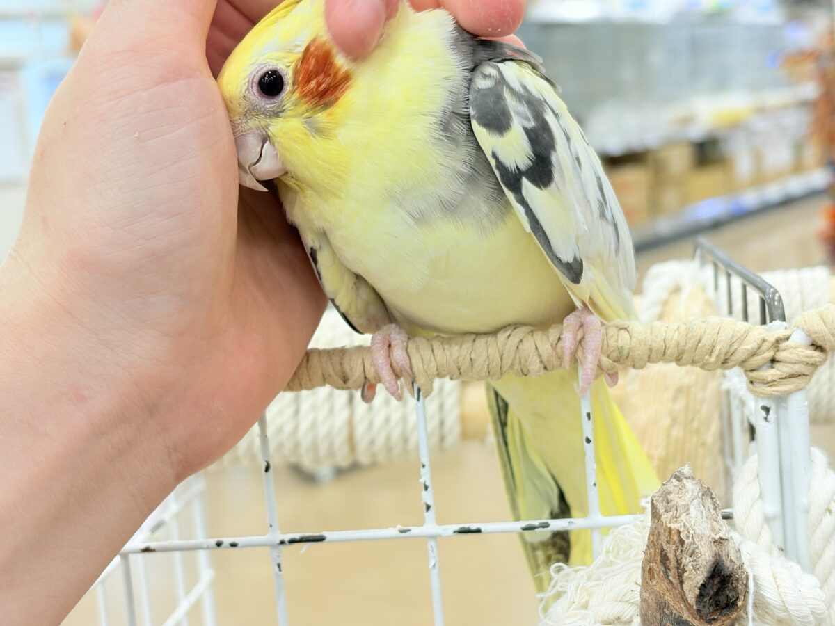オカメインコ