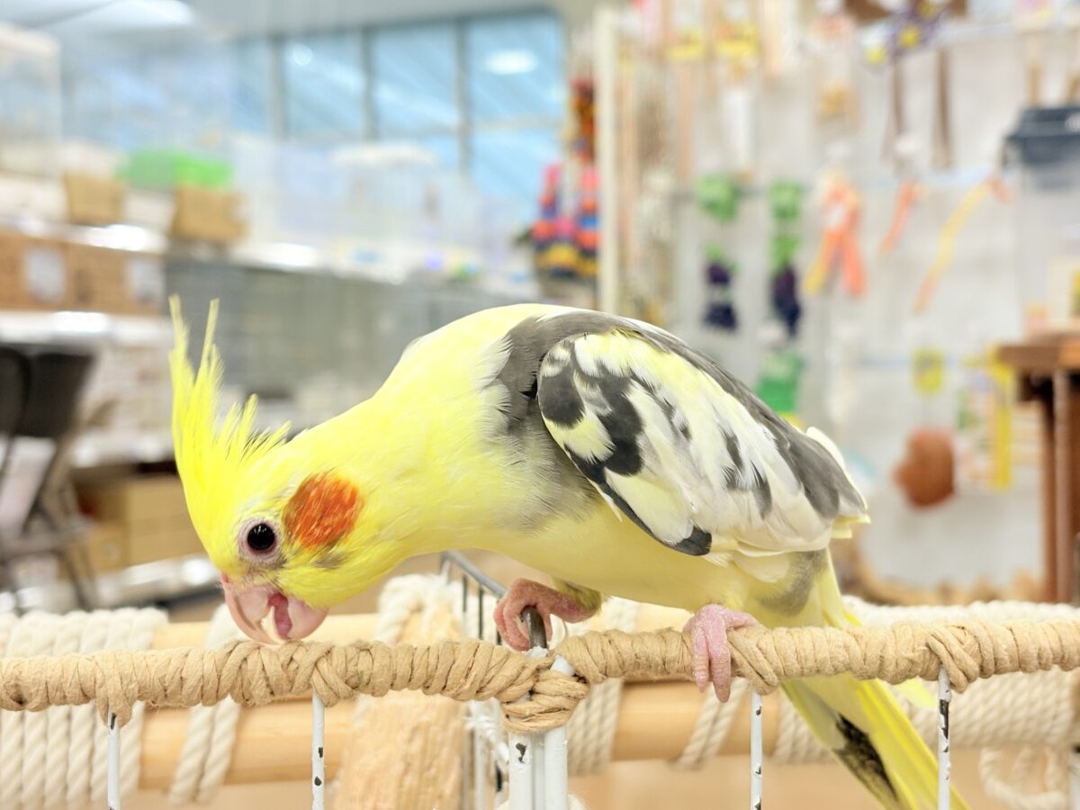 オカメインコ
