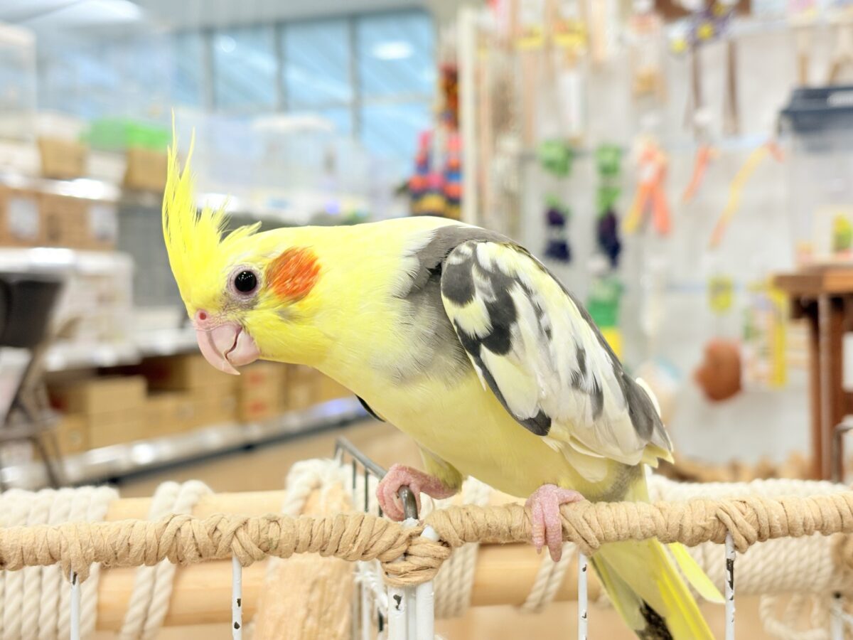 オカメインコ