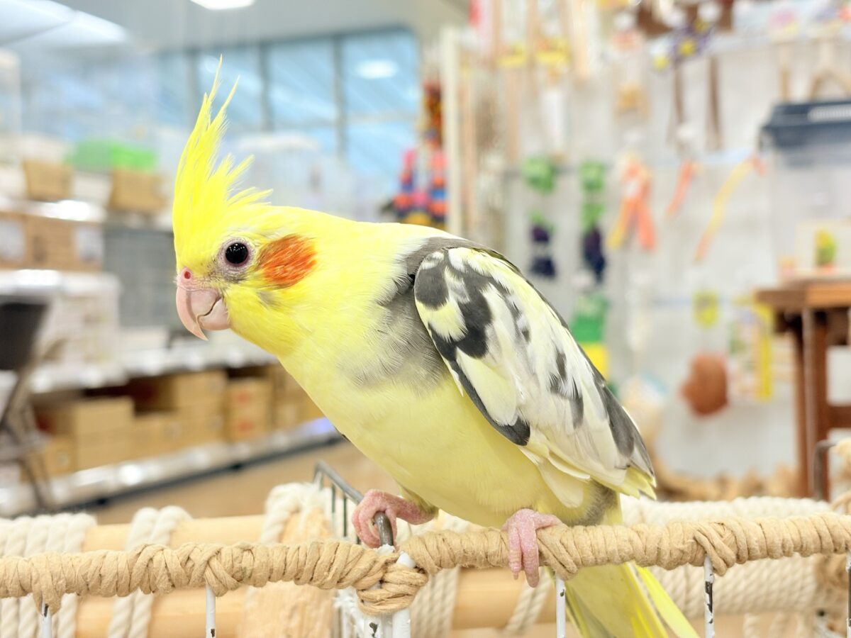 オカメインコ