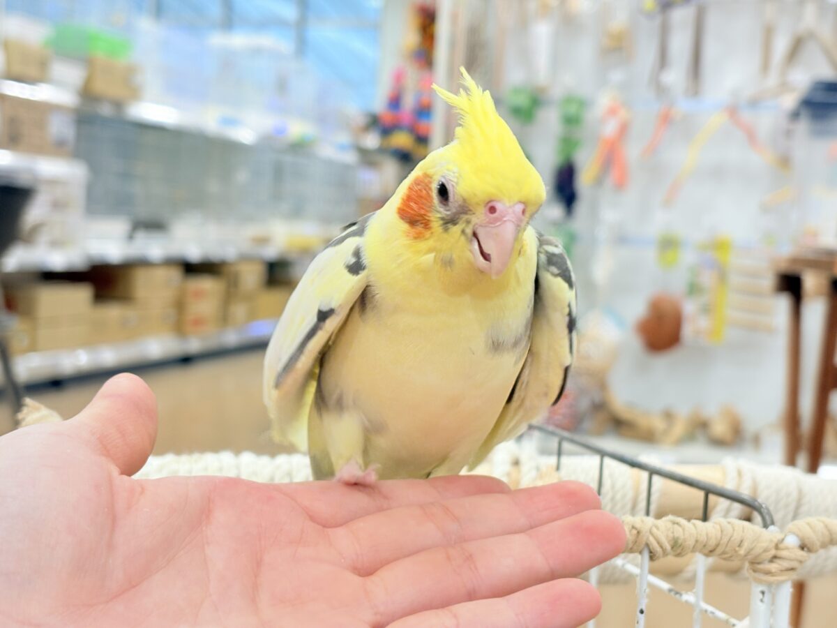 オカメインコ