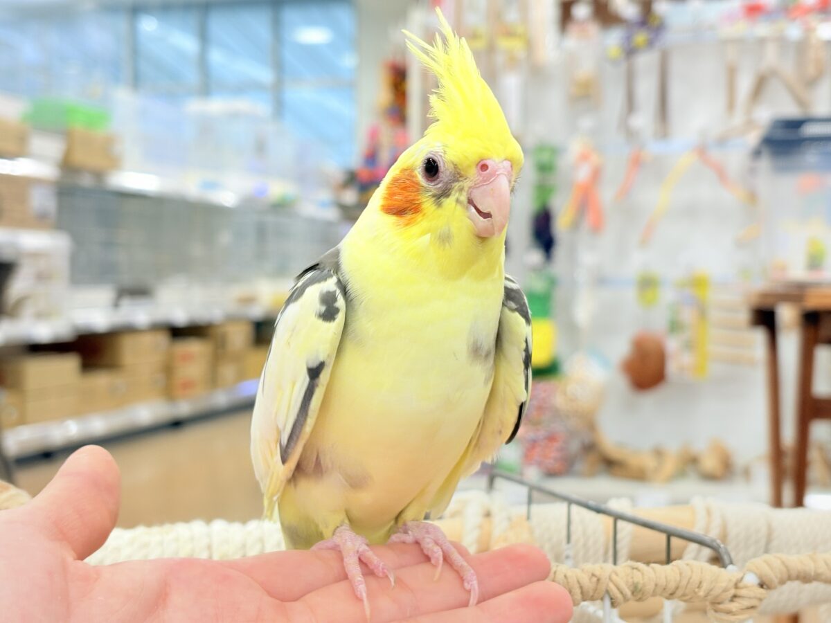 オカメインコ