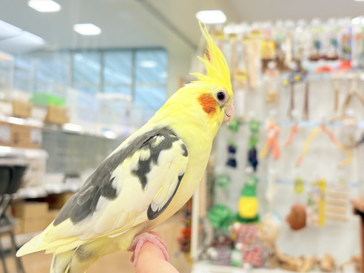 オカメインコ