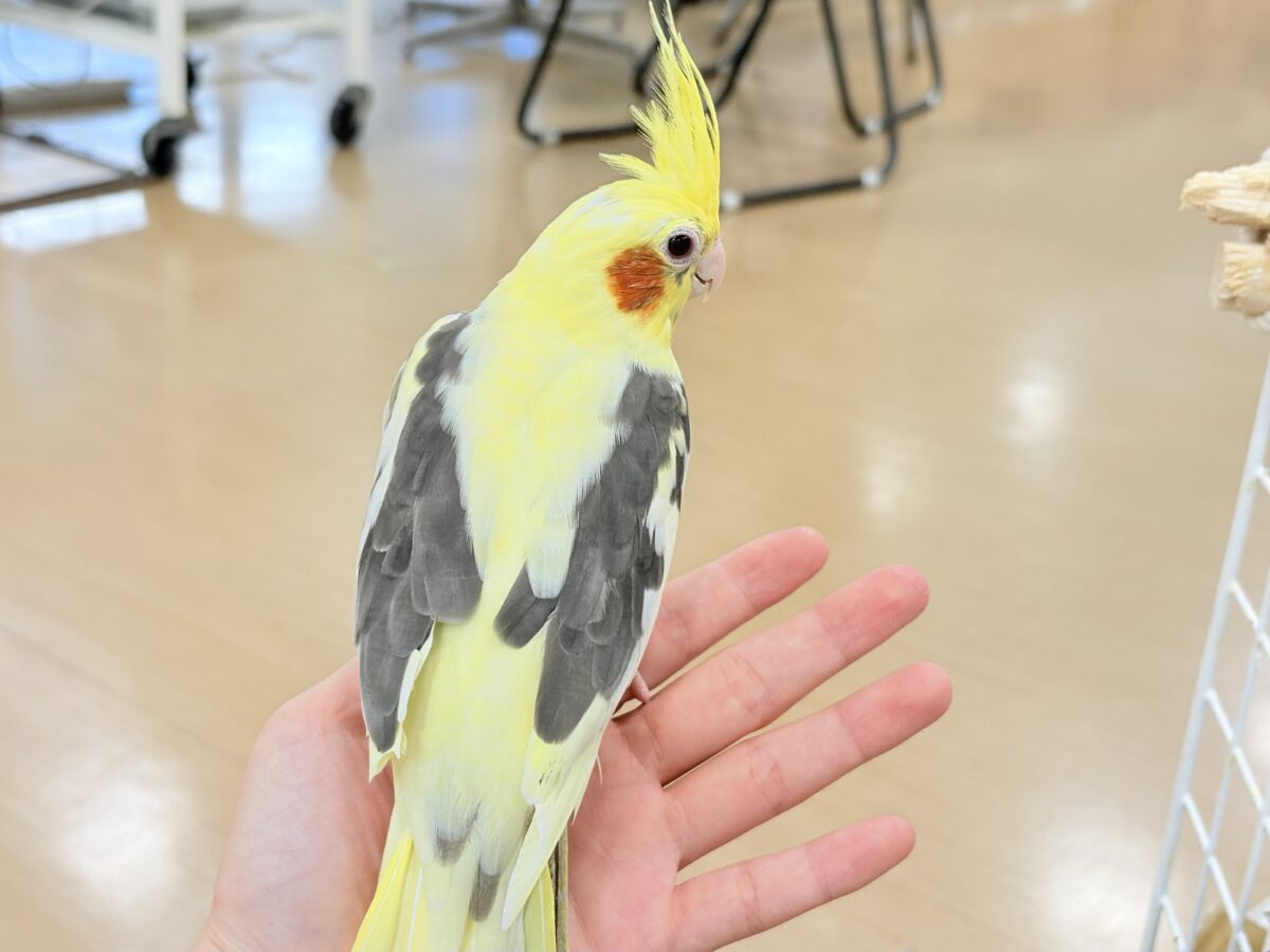 オカメインコ