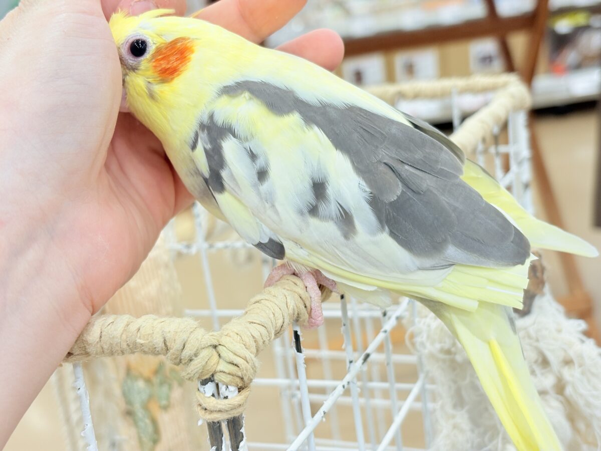 オカメインコ