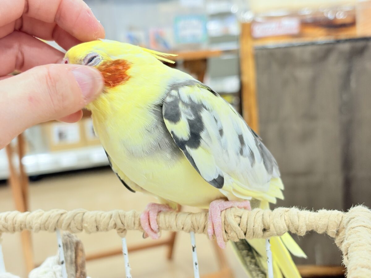 オカメインコ