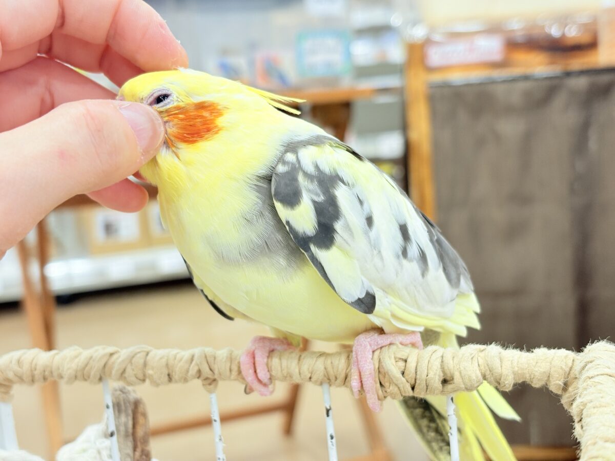オカメインコ
