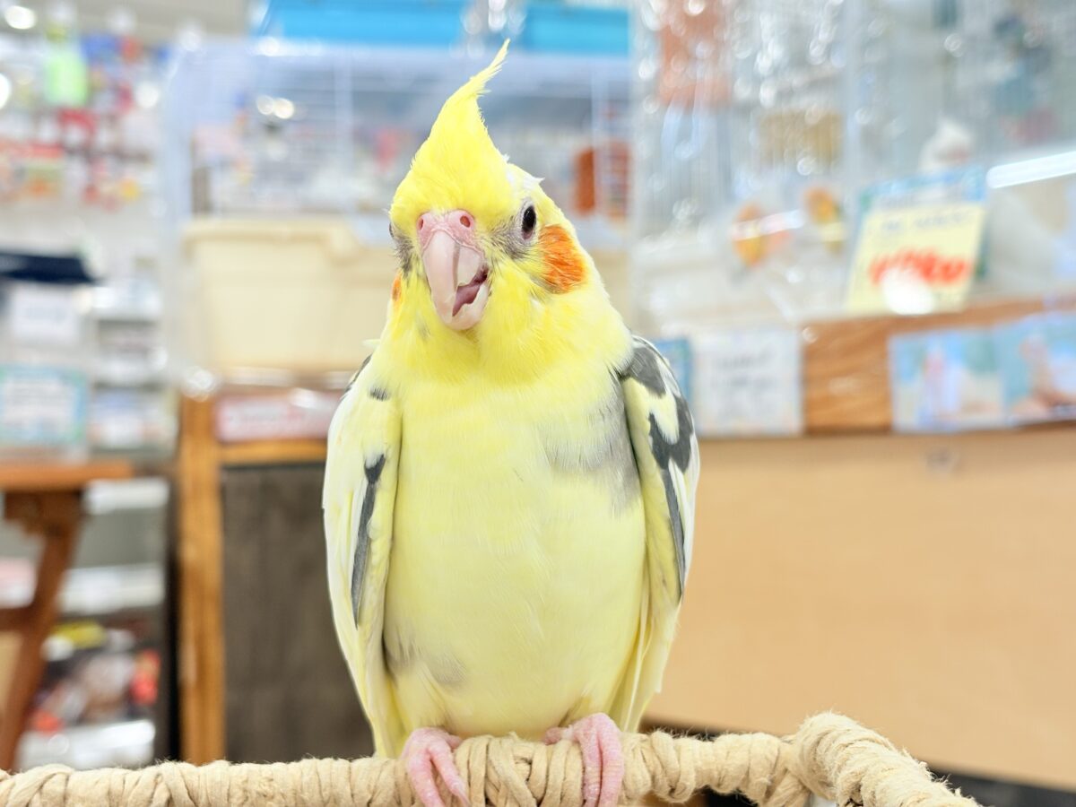 オカメインコ