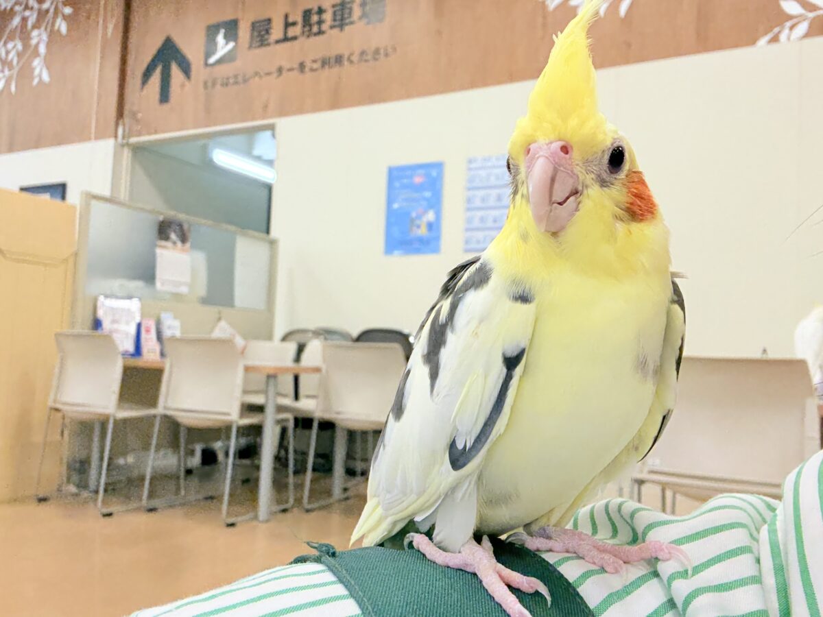 オカメインコ