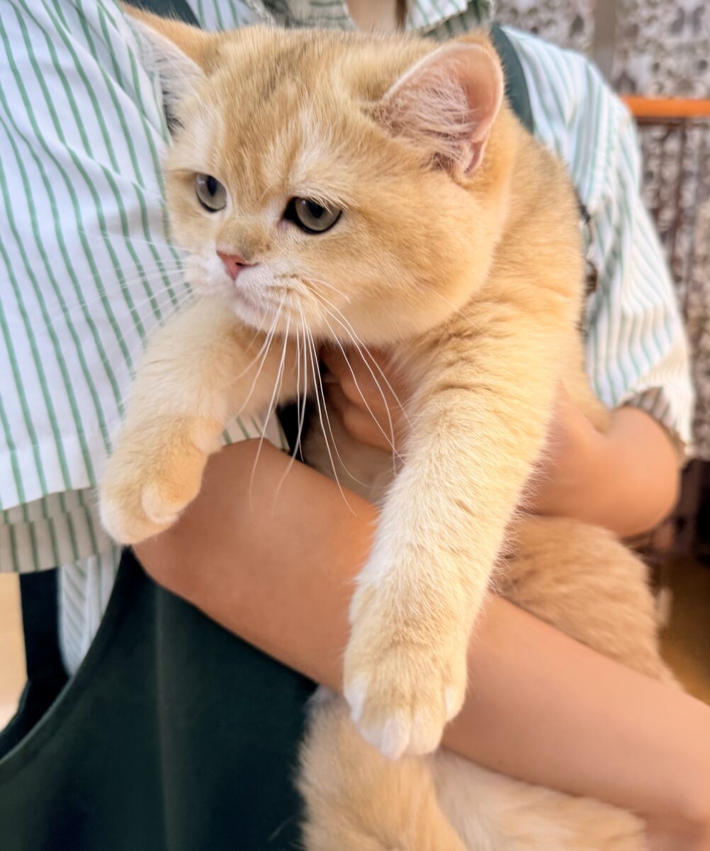ブリティッシュショートヘア