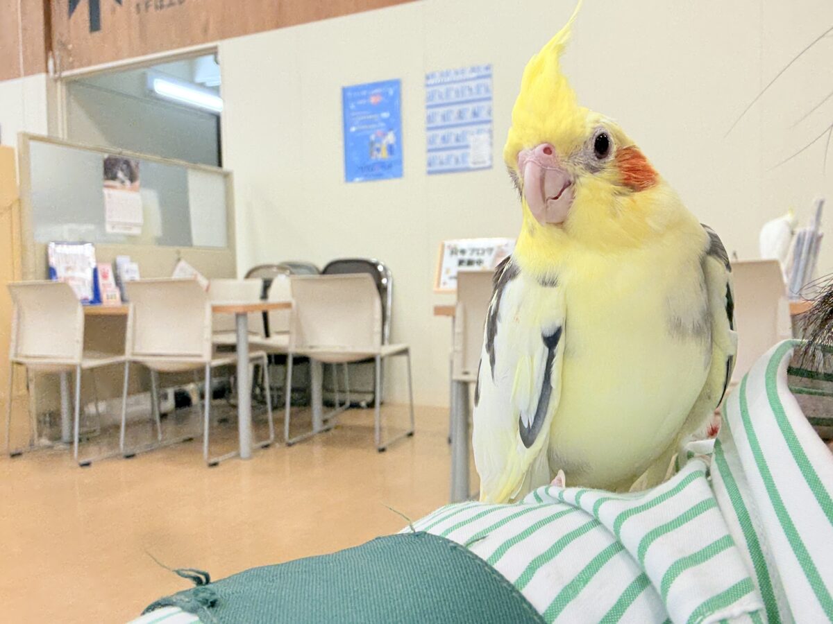 オカメインコ