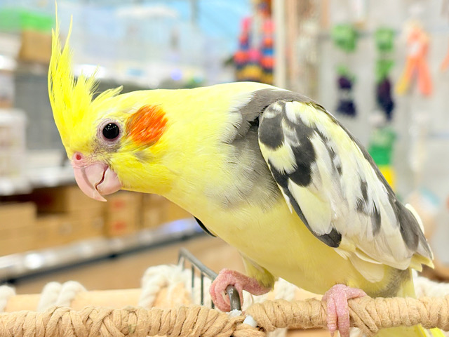 【動画更新🪄】くりくりおめめのアイドルフェイス🐥🍭💓オカメインコ(パイド)